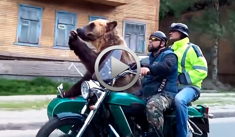 Increíble..!! Oso pardo se pasea en sidecar por Rusia